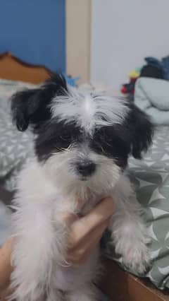 Shih Tzu Female Puppy