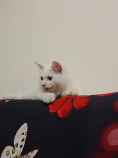 white persion cat