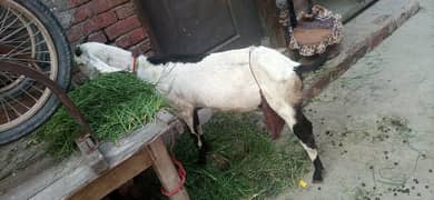 I want sale my goat dassi nagra bakri