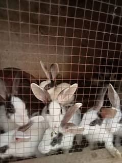 rabbits sale big small mixed