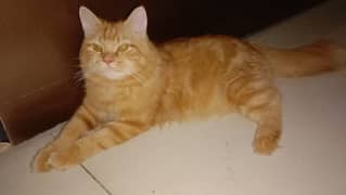 Golden Persian fully trained piar male and female