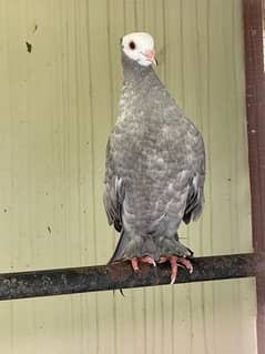 white head posture for sale