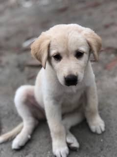 LABRADOR RETRIEVER PUPPY FOR SALE