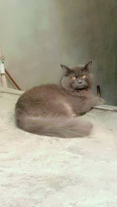 Pure Amercian Gray Cat Male