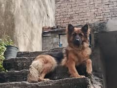 German shepherd non pedigree for sale long quot