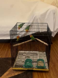 4 green fisher parrots for sale