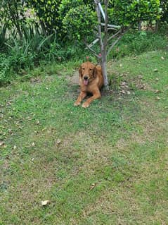 Golden retriever