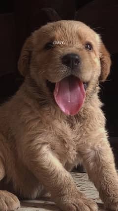 golden retriever puppies (0321-47-47-671)