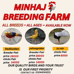 imported bloodline quality birds are available