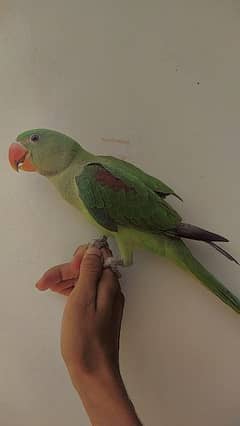 Special Offer Green Raw handtamed active female for sale 0