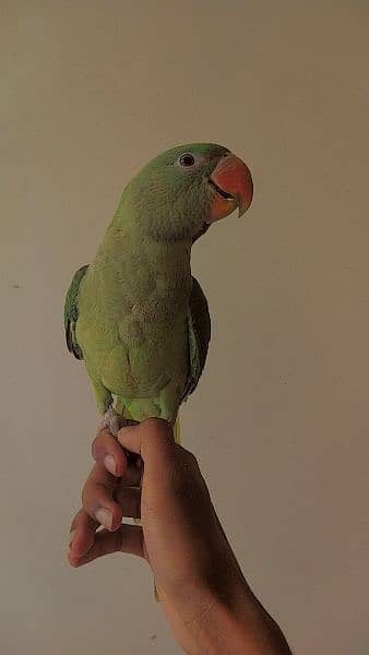 Special Offer Green Raw handtamed active female for sale 1