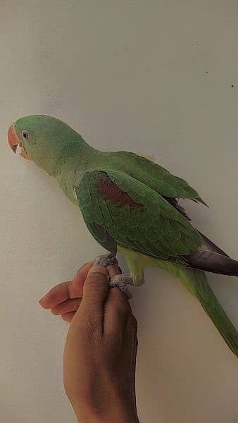 Special Offer Green Raw handtamed active female for sale 3