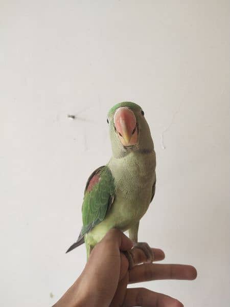 Special Offer Green Raw handtamed active female for sale 4