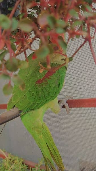 Special Offer Green Raw handtamed active female for sale 7