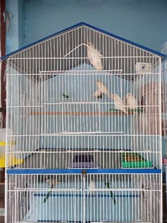 Love bird Fawn  opal java cages