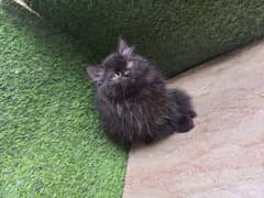 black kitten