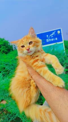 Golden eyes  Male  kitten 3 month age  very active full train hai  l