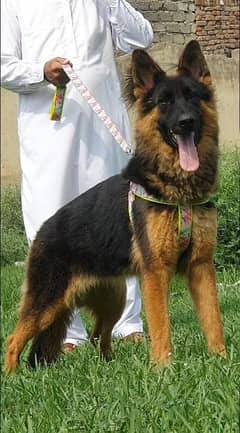 pure king baljam shefard female and 8 month sequrty train for sale