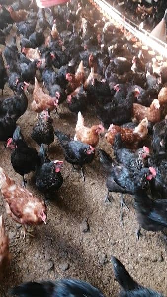 Lohmann Black And Lohmann Brown Egg Laying Females 5