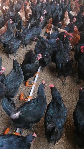 Lohmann Black And Lohmann Brown Egg Laying Females 6