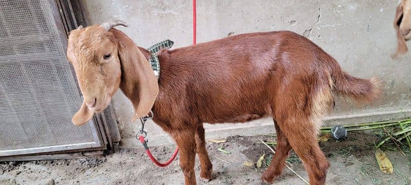 Pure Gulabi Breed 5