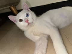 Adoption for persian one blue one brown eye