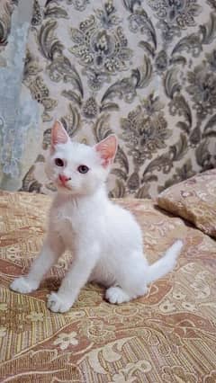 2 month 7 days persian kitten fora sale 10000 for each kitten