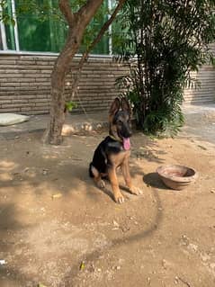 German Shepherd Female Puppy