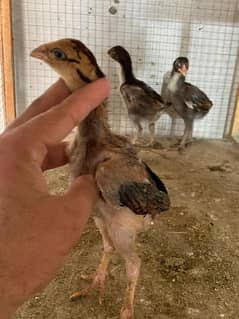 Thai super naklokar chicks Available 2000 per pice