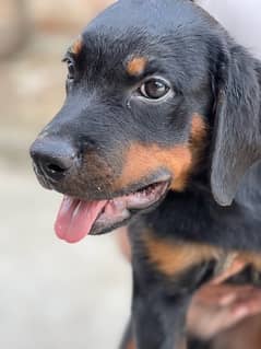 Rottweiler male available for sale