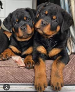 Rottweiler