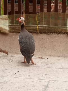 Guinea Fowl Cheeni Murghi