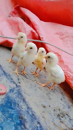 Turkish hint pure Heera Aseel chicks for sale