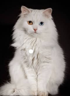 Percian Male Cat Double color eyes white color