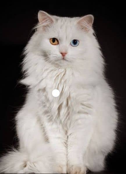 Percian Male Cat Double color eyes white color 0