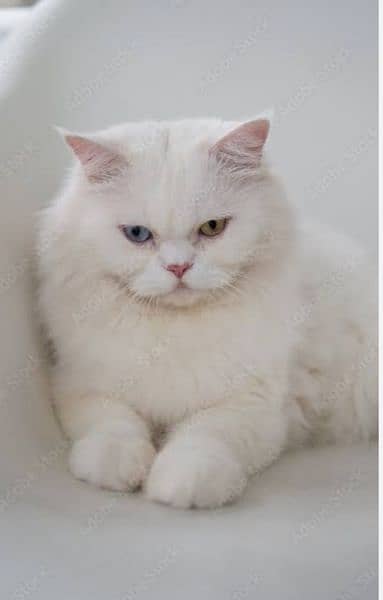 Percian Male Cat Double color eyes white color 1