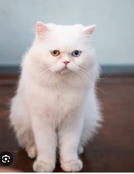 Percian Male Cat Double color eyes white color 2