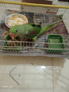 PAHARI PARROT