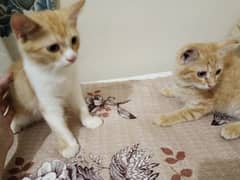 Russian cat pair for sale