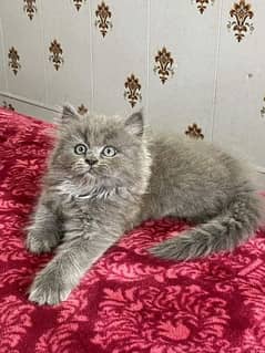 pure Persian smokey color VARY CUTE kitten. CASH ON DELIVERY