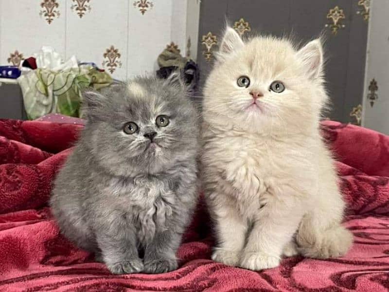 pure Persian smokey color VARY CUTE kitten. CASH ON DELIVERY 2