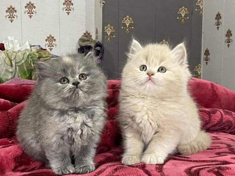 pure Persian smokey color VARY CUTE kitten. CASH ON DELIVERY 3