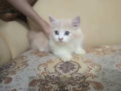 Persian kitten