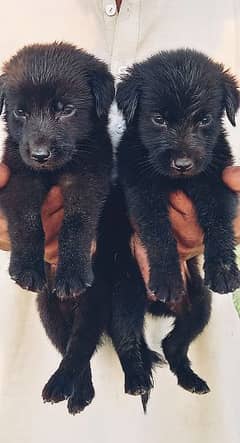 black Shepherd double coat 45 day for sale