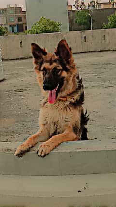 German shepherd female for sale