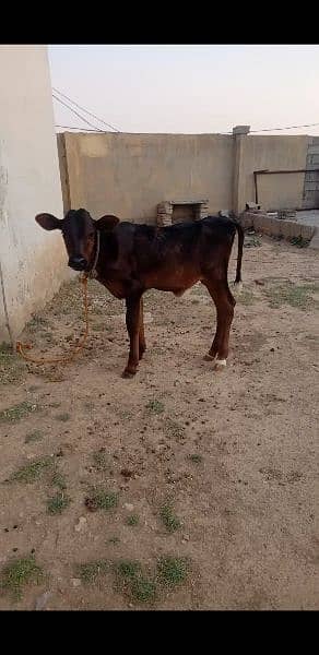 cow for sale in Islamabad 2