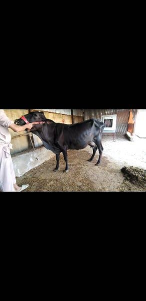 cow for sale in Islamabad 0