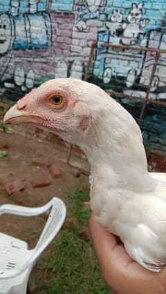 White Aseel chiks