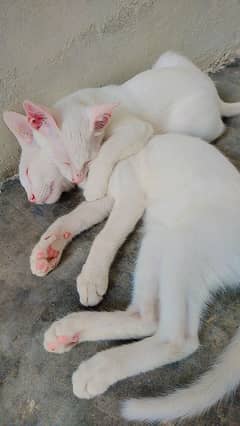 white kitten pair for sale