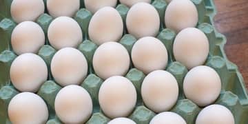 Pure Egyptian Fyumi and Golden misri fresh and fertile eggs